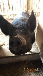 Na prodaju priplodni nerast rase Moravka (crne boje)